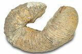 Fossil Heteromorph (Nostoceras) Ammonite - Madagascar #302681-1